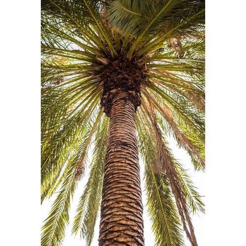 Canary Islands-Tenerife Island-Masca-palm tree